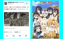 Penguin Falls In Love With An Anime Character